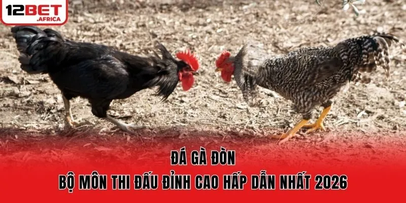 Đá Gà Đòn - Bộ Môn Thi Đấu Đỉnh Cao Hấp Dẫn Nhất 2026