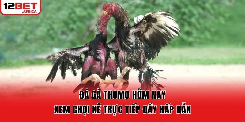 Đá Gà Thomo Hôm Nay - Xem Chọi Kê Trực Tiếp Đầy Hấp Dẫn