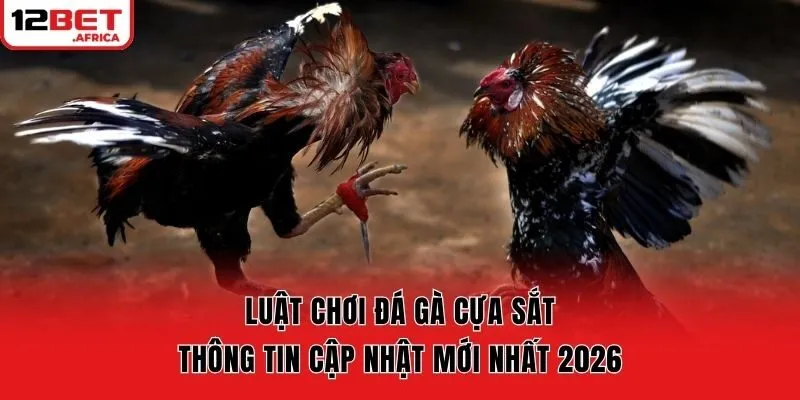 Luật Chơi Đá Gà Cựa Sắt - Thông Tin Cập Nhật Mới Nhất 2026